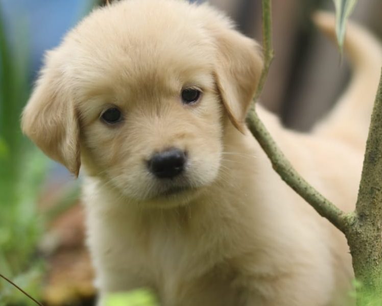 Golden Retriever