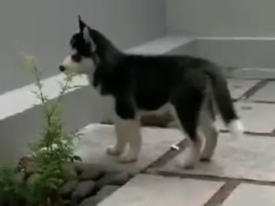 Husky