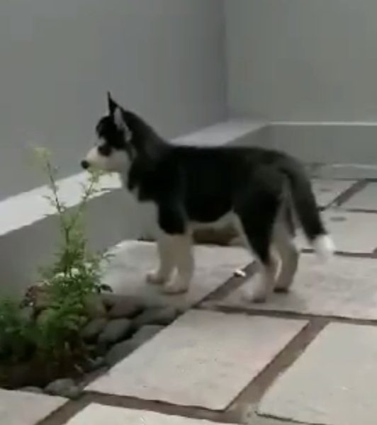 Husky