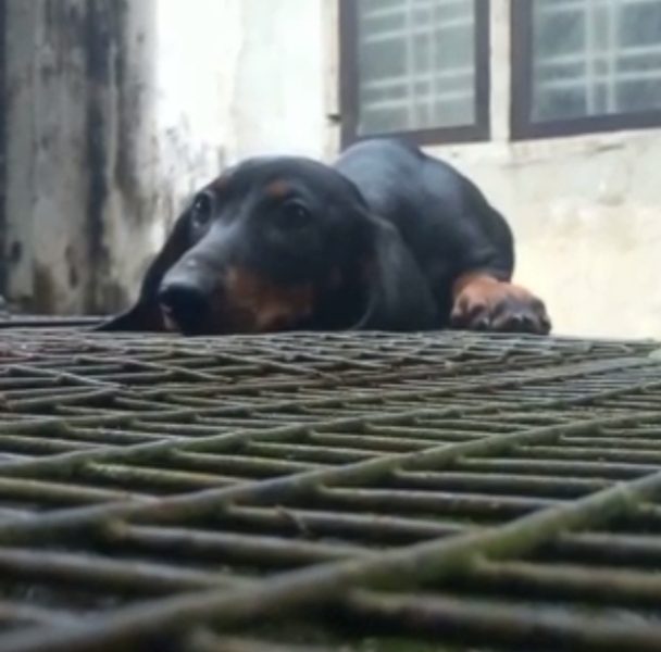 Dachshund