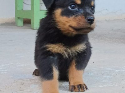 Rottweiler