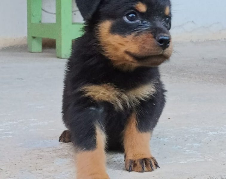 Rottweiler