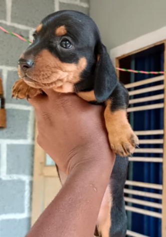 Dachshund