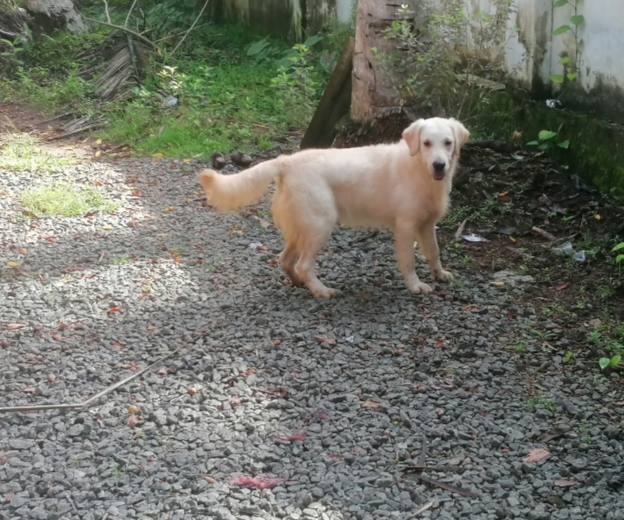 Golden Retriever