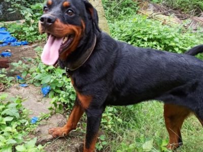 Rottweiler