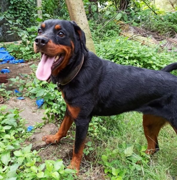 Rottweiler