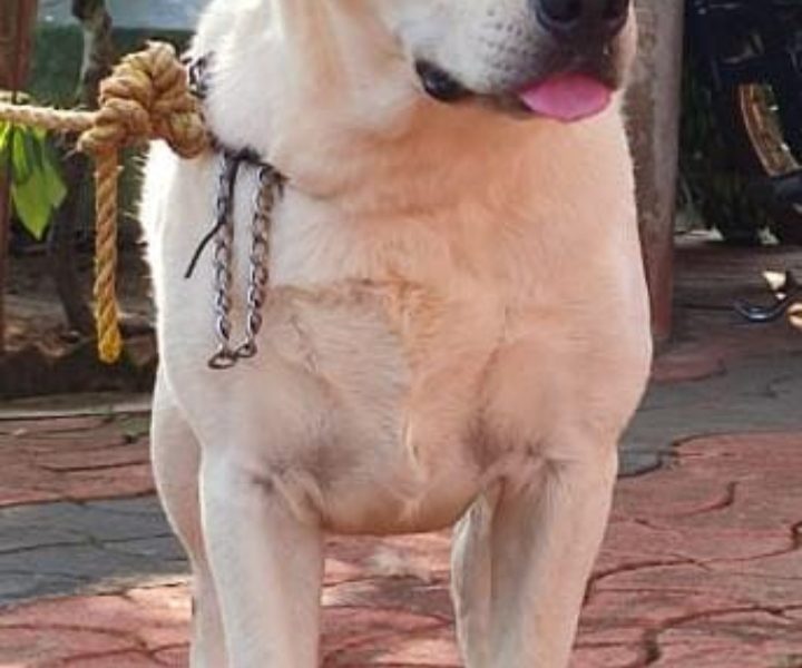 Labrador