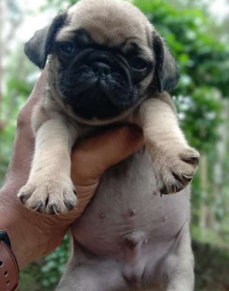 Pug