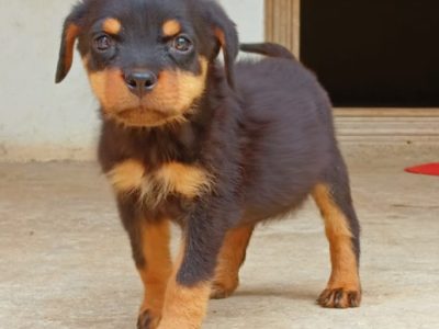 Rottweiler