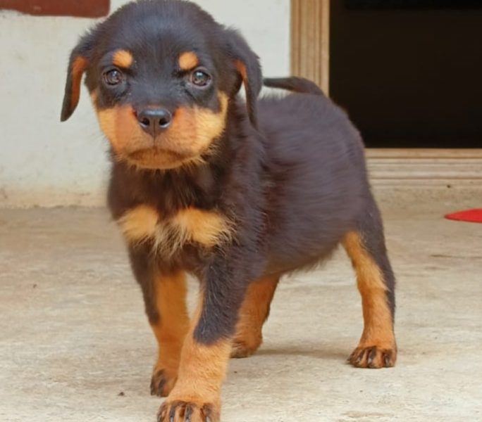 Rottweiler