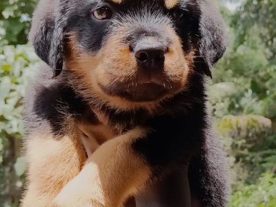 Rottweiler