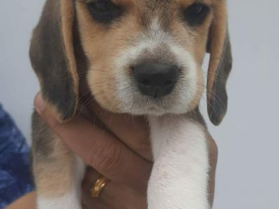 Beagle