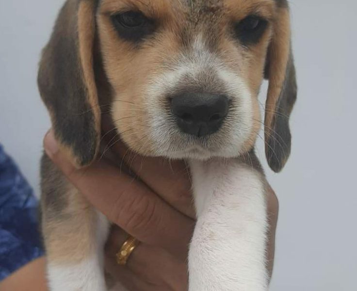 Beagle