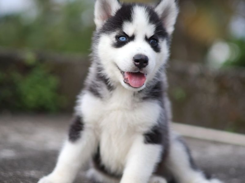 Husky