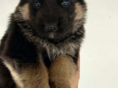 German shepherd