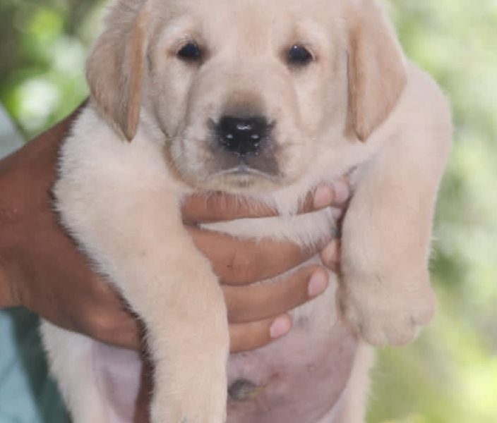 Labrador