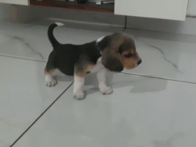 Beagle