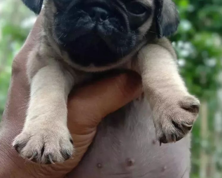 Pug