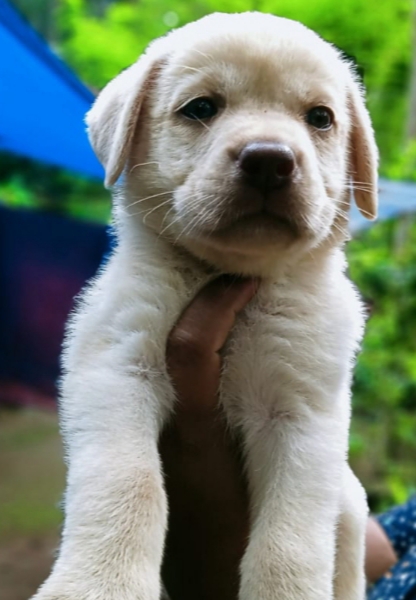 Labrador