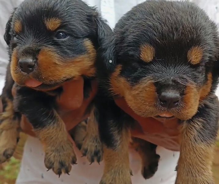 Rottweiler