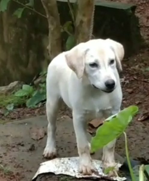 Labrador