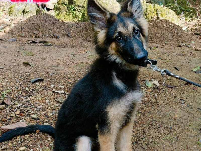 German shepherd