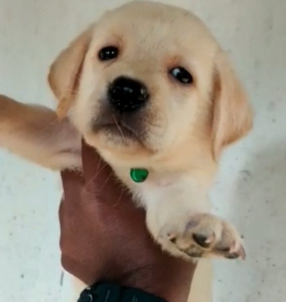 Labrador