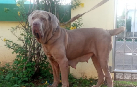 Nepolitan mastiff