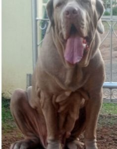 Nepolitan mastiff