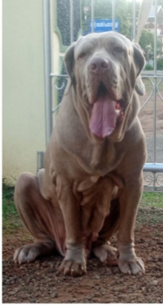 Nepolitan mastiff