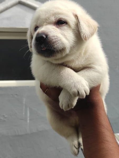 Labrador