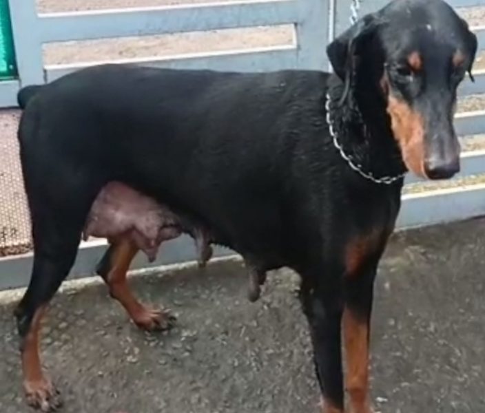 Doberman