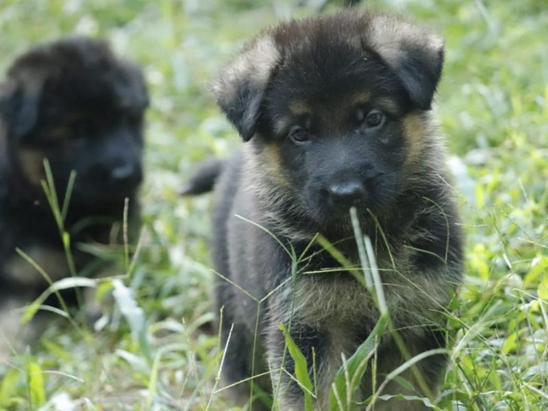 German shepherd