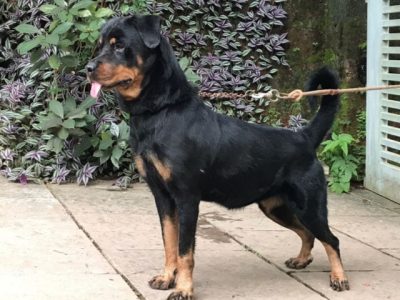 Rottweiler