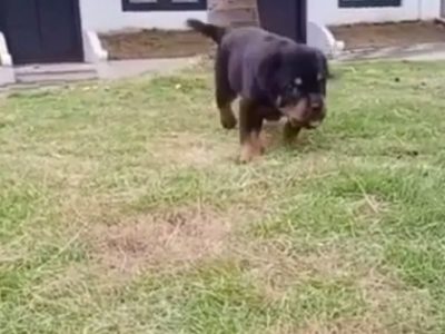 Rottweiler