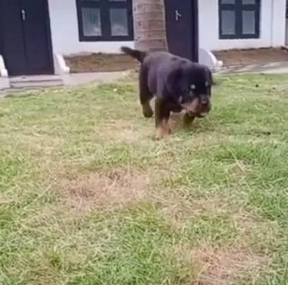 Rottweiler