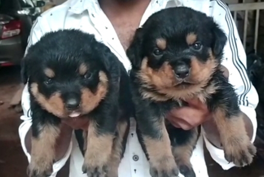 Rottweiler