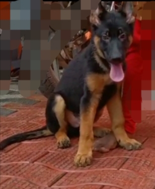 German shepherd