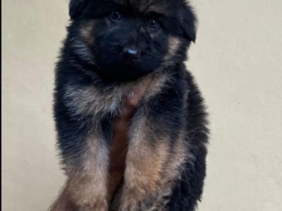 German shepherd