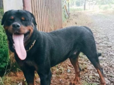 Rottweiler