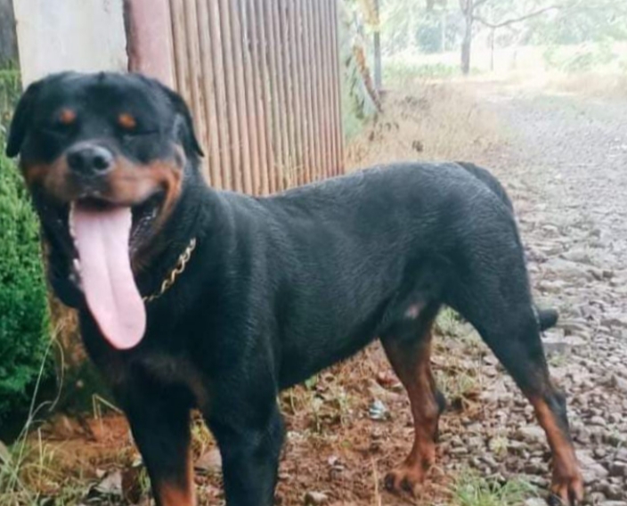 Rottweiler