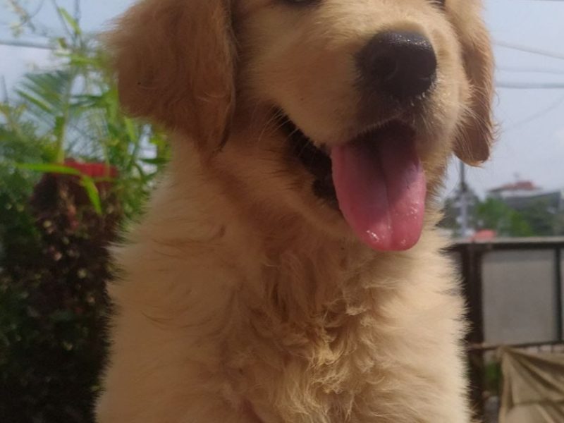 Golden Retriever