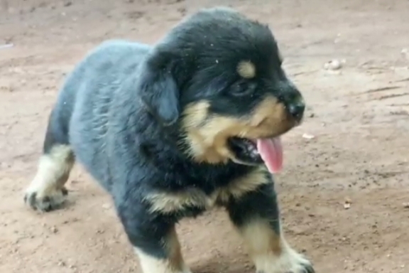 Rottweiler