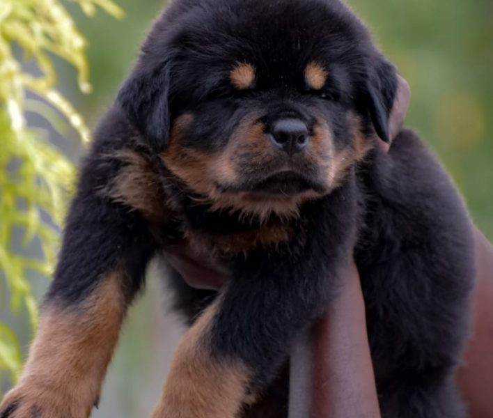 Rottweiler