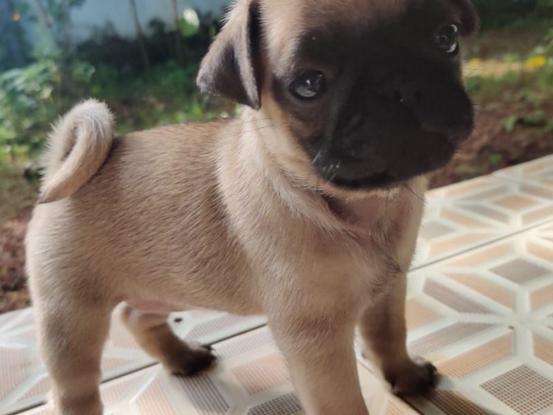 Pug