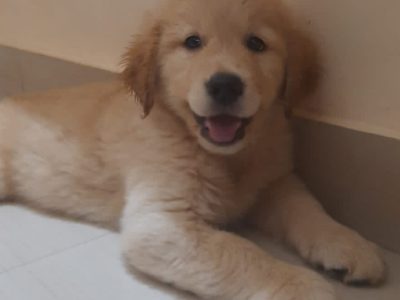 Golden Retriever