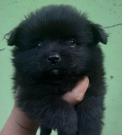 Pomeranian