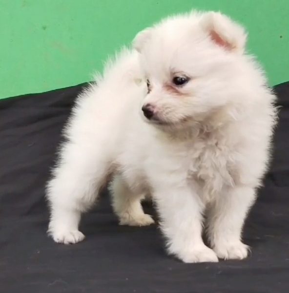 Pomeranian