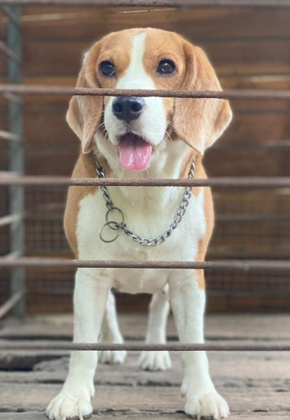 Beagle