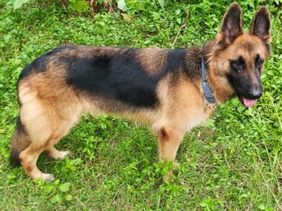 German shepherd